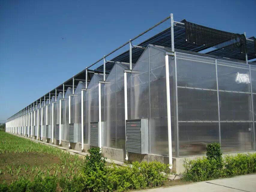 阳光板温室案例